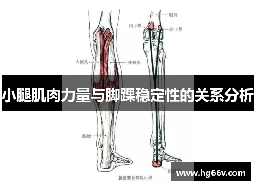 小腿肌肉力量与脚踝稳定性的关系分析